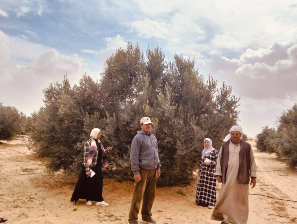 إدارة رفح الزراعية تواصل جهودها في تطوير القطاع الزراعي بشمال سيناء من خلال حصر جميع المحاصيل - 9 - سيناء الإخبارية