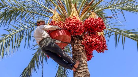 موسم جني البلح في شمال سيناء.. بداية جديدة لفرص عمل وتقاليد عريقة