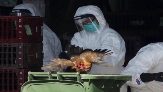 الحالة الثانية في العالم.. إصابة طفل إنفلونزا الطيور في الهند