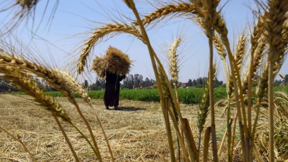 مصطفى مدبولي يكشف عن استراتيجية الحكومة في استيراد القمح: كل دولار يحدث فرقاً