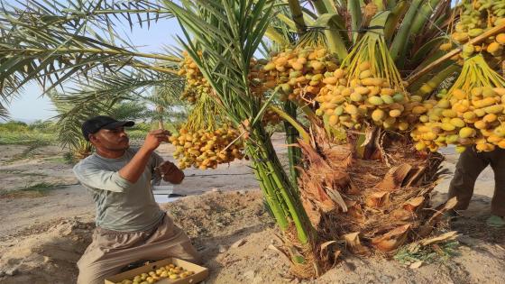 شمال سيناء تحتفل بموسم حصاد البلح.. عرس زراعي يجمع بين التراث والاقتصاد المحلي