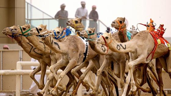 اليوم.. انطلاق فعاليات سباق الهجن غرب مدينة العريش بشمال سيناء