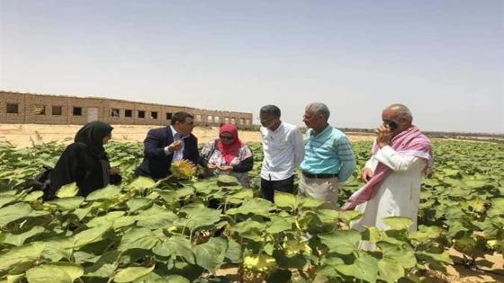 فريق الإرشادي الريفي بشمال يتابع محصول دوار الشمس في مدينة رمانة